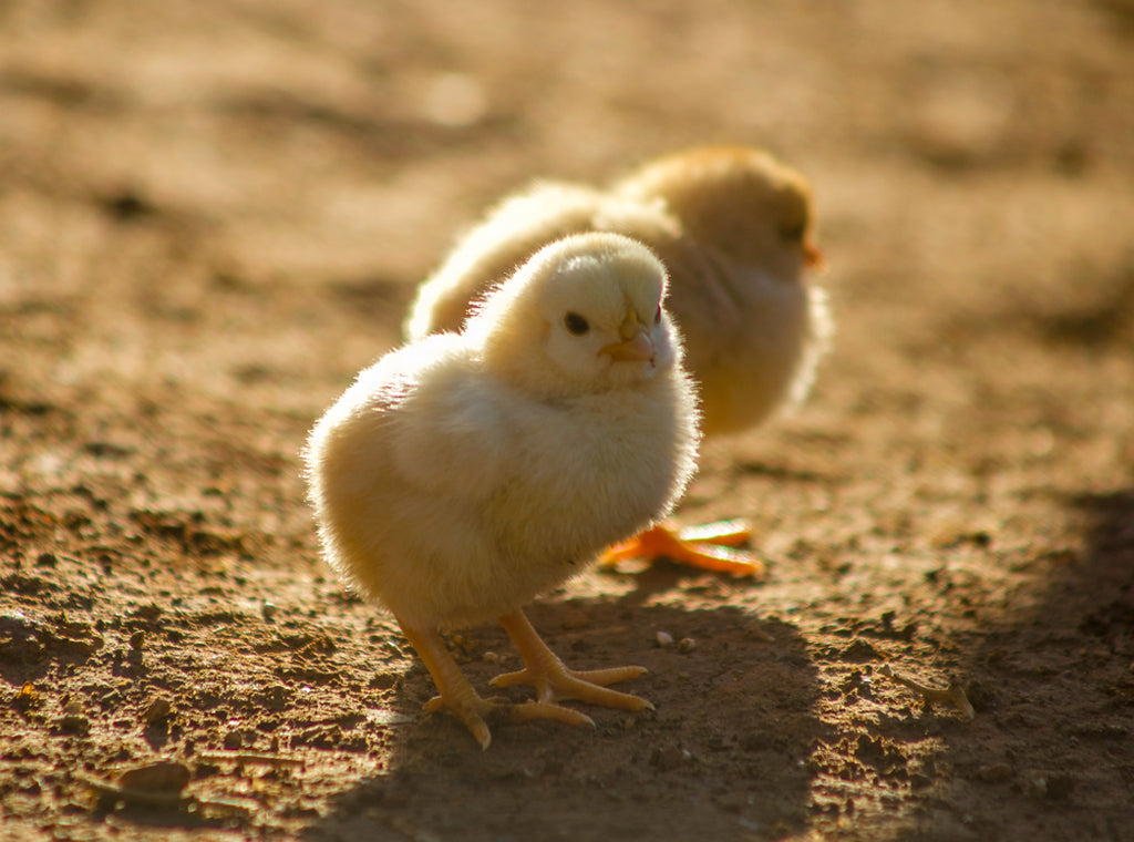 two young chickens